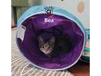 Bea, Domestic Shorthair For Adoption In Lindsay, Ontario