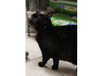 Monroe, Domestic Shorthair For Adoption In Alpharetta, Georgia