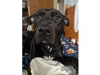 Dakota Fka Cheeto, Labrador Retriever For Adoption In Lewis Center, Ohio