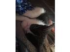 Bonnie, Domestic Shorthair For Adoption In Miami, Oklahoma