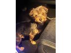 Teddy Ruxbin, Dachshund For Adoption In Kaufman, Texas