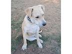 Simba, Labrador Retriever For Adoption In Gilbertsville, Pennsylvania