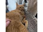 Snaggletooth, Domestic Shorthair For Adoption In West Palm Beach, Florida