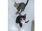 Itsy, Domestic Shorthair For Adoption In West Palm Beach, Florida