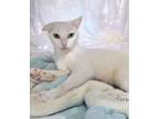 Chupi, Domestic Shorthair For Adoption In West Palm Beach, Florida