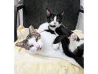 Bitsy, Domestic Shorthair For Adoption In West Palm Beach, Florida