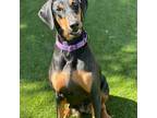 Sarah, Doberman Pinscher For Adoption In Las Vegas, Nevada