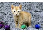 Dani, Domestic Shorthair For Adoption In Buford, Georgia