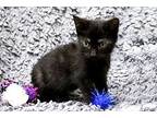 Thackery Binx, Domestic Shorthair For Adoption In Buford, Georgia