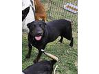 Magic (bandit) 3134, Labrador Retriever For Adoption In Stephens City, Virginia