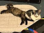 Scratchy (bonded Pair), Domestic Shorthair For Adoption In Bolton, Connecticut