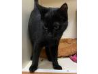 Felix, Domestic Shorthair For Adoption In Portsmouth, Virginia