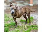 Waffles, American Staffordshire Terrier For Adoption In Stahlstown, Pennsylvania