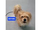 Max! Very Playful Boy!, Terrier (unknown Type, Small) For Adoption In Meriden