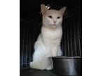 Powder Puff, Domestic Shorthair For Adoption In Dickson, Tennessee