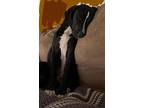 Roy Boy, Labrador Retriever For Adoption In Marne, Michigan