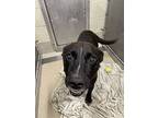 Tank Carter, Labrador Retriever For Adoption In Dickson, Tennessee