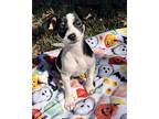 Treat, Rat Terrier For Adoption In Pattison, Texas