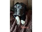 Reece, Labrador Retriever For Adoption In Marne, Michigan