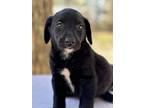 Shenandoah (rivers To The Chesapeake Pups), Chesapeake Bay Retriever For