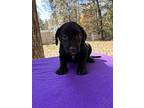 Pamunkey (rivers To The Chesapeake Pups), Chesapeake Bay Retriever For Adoption