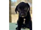 James (rivers To The Chesapeake Pups), Chesapeake Bay Retriever For Adoption In