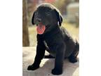 Miles (rivers To The Chesapeake Pups), Chesapeake Bay Retriever For Adoption In