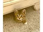 Bazooka, Domestic Shorthair For Adoption In Wilmington, North Carolina