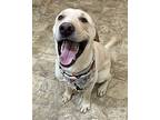 Peter Pan, Labrador Retriever For Adoption In Pilot Point, Texas