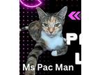 Ms Pac Man, Domestic Shorthair For Adoption In Union Grove, Wisconsin