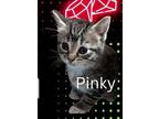 Pinky, Domestic Shorthair For Adoption In Union Grove, Wisconsin