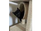 Inky, Domestic Shorthair For Adoption In Union Grove, Wisconsin