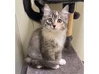Ping, Domestic Mediumhair For Adoption In Cambria, California