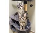 Pong, Domestic Mediumhair For Adoption In Cambria, California