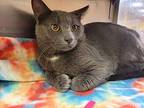 Smokey, Domestic Shorthair For Adoption In Lorain, Ohio