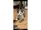 Trixie, Calico For Adoption In Cuyahoga Falls, Ohio