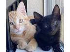Frittera, Domestic Shorthair For Adoption In North Highlands, California