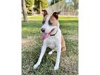 Levi, Cute-charming Doll Babe!, American Staffordshire Terrier For Adoption In