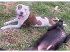 Rizzo, Labrador Retriever For Adoption In Darlington, South Carolina