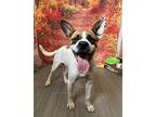 Big Loco, Terrier (unknown Type, Medium) For Adoption In Lafayette, Louisiana