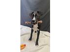 Maggie, Terrier (unknown Type, Medium) For Adoption In Lafayette, Louisiana