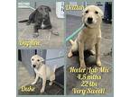 Yappy Ds : Delilah, Labrador Retriever For Adoption In Aurora, Indiana
