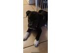 Bud / Buddy, Labrador Retriever For Adoption In Marshall, Texas