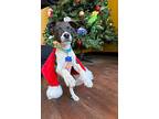 Cade, Terrier (unknown Type, Medium) For Adoption In Olive Branch, Mississippi