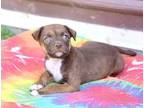 Cora, Terrier (unknown Type, Medium) For Adoption In Olive Branch, Mississippi