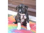 Cash, Terrier (unknown Type, Medium) For Adoption In Olive Branch, Mississippi