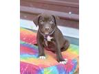 Cleo, Terrier (unknown Type, Medium) For Adoption In Olive Branch, Mississippi