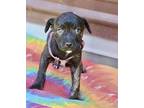 Claire, Terrier (unknown Type, Medium) For Adoption In Olive Branch, Mississippi