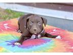 Clover, Terrier (unknown Type, Medium) For Adoption In Olive Branch, Mississippi