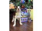 Callen, Terrier (unknown Type, Medium) For Adoption In Olive Branch, Mississippi